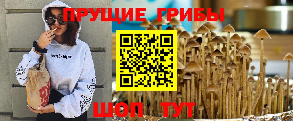 Галлюциногенные грибы Psilocybe Кандалакша