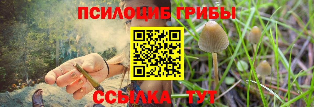 Псилоцибиновые грибы Psilocybe  Кандалакша 